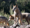 Primer paso en la UE para rebajar el estatus de protección del lobo, por el aumento de ataques al ganado