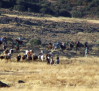 ¿Por qué no habido encierro esta mañana en Villamanrique?