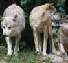 Ganaderos de la Sierra Norte de Guadalajara denuncian nuevos ataques de lobo a sus ganados