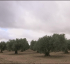 La lluvia aplaza las primeras recolecciones en verde - 17/10/24