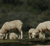 Segundo foco de serotipo 3 de lengua azul en la región, esta vez en Almadén (Ciudad Real)