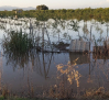 Agricultura habilita un teléfono gratuito para los agricultores y ganaderos afectados por la dana