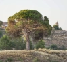 El pino Juan Molinera de Abengibre, candidato a Árbol del Año 2025