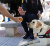 Se buscan familias educadoras de cachorros, futuros perros guía