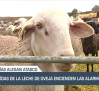 Las caídas de la leche de oveja encienden las alarmas - 17/12/24