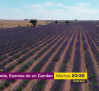 CMM estrena el documental “La lavanda, esencia de un cambio”