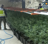 Retiran 2.280 plantas de marihuana del mercado negro en dos operaciones en la provincia de Toledo