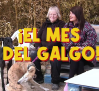 Febrero, el mes del galgo: ¿te animas a adoptarlos?