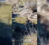 Un vecino de Argés graba a un lince ibérico en el embalse de Guajaraz