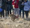 “Ventolera” y “Uraclio” es la primera pareja de linces ibéricos reintroducida en Cuenca