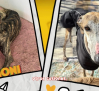 Aumenta el número de galgos abandonados: más de 12 galgos en una semana