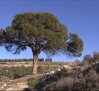 El Pino 'Juan Molinera' de Abengibre busca ser el mejor árbol europeo