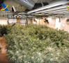 Incautadas 670 plantas de marihuana localizadas en una vivienda de Uceda