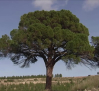 ¿Se convertirá el pino de Juan Molinera en el árbol del año en Europa?