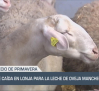 Fuerte caída en lonja para la leche de oveja manchega - 21/03/25