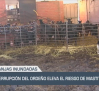 La interrupción del ordeño eleva el riesgo de mastitis en granjas inundadas - 25/03/25