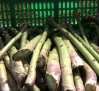 El espárrago verde de Guadalajara, un sabor único