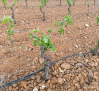 Castilla-La Mancha, en aviso por lluvias y tormentas de granizo