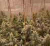 Desmanteladas dos plantaciones de marihuana en Seseña