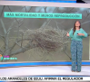 ¿Qué ocurre para que las aves migren cada vez menos?
