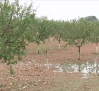 Una granizada en Casasimarro ocasiona grandes daños en el campo