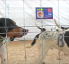 II Feria cinegética en Brazatortas