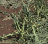 Frutales, olivar y brócoli, los cultivos más afectados por la granizada en la comarca de Hellín