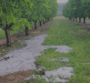 Cifran en 35.000 las hectáreas dañadas por el granizo en 27 municipios de Albacete