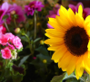 Las lluvias de esta primavera han retrasado el ciclo de plantación y venta de flores
