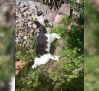 Abaten a tiros a dos gatos en Aguas Nuevas