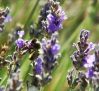 El 70 % de las frutas y hortalizas que consumimos es polinizado por las abejas