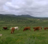 Agroturismo: ganadero por un día