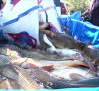 Miles de peces se quedan atrapados tras cerrar el canal que une Entrepeñas y Buendía