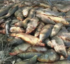 Decenas de voluntarios siguen rescatando a las carpas atrapadas en el canal que une Entrepeñas y Buendía