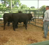 Degustaciones de carne y subastas en la Feria de Ganado de Segurilla