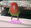 ¿Qué fue de Agapita, el agapornis perdido en Albacete en 2019?