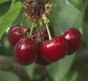 Cerezas en Cancarix: de la recogida a tu casa