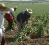 En Albacete paran la recolección de ajo en las horas centrales por el calor extremo