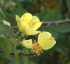 Amigos del Jardín Botánico de Castilla-La Mancha están buscando rosas antiguas