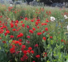 Aumento de la flor del opio en Castilla-La Mancha