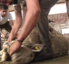 Esquileo de ovejas en la finca Las Higueruelas, en Abenójar