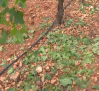 Daños en los viñedos en San Clemente y Tomelloso después de la tormenta de granizo