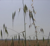 La campaña de cereal en Albacete afectada por las tormentas y los bajos precios