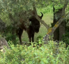 El Bisonte en Castilla-La Mancha