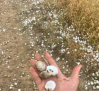 Cereal, olivar frutos secos... los cultivos más dañados por el granizo en Toledo y Guadalajara