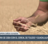 El pedrisco se ceba con el cereal de Toledo y Guadalajara - 12/06/25