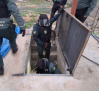 Cinco detenidos, de entre 34 y 80 años, tras el hallazgo de más de 800 plantas de cannabis sativa en tres viviendas en Albacete