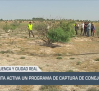 Activado un programa de captura de conejos - 13/06/25