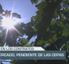 El mercado, pendiente de las cepas - 18/06/25