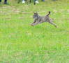 El lince ibérico, muy pronto en la finca 'El Borril', en Polán (Toledo)